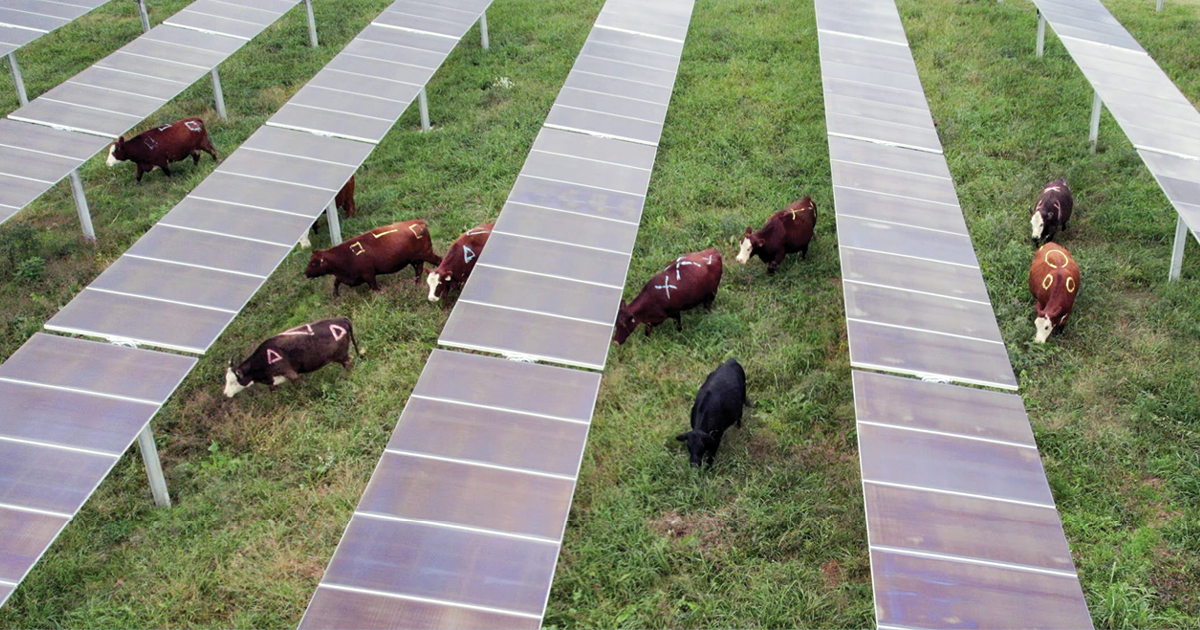 cows grazing under a solar field