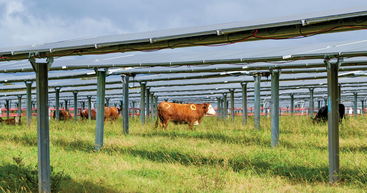 cows grazing under solar panels with markings for research