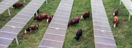 cows graze under solar panels in Christiana, TN